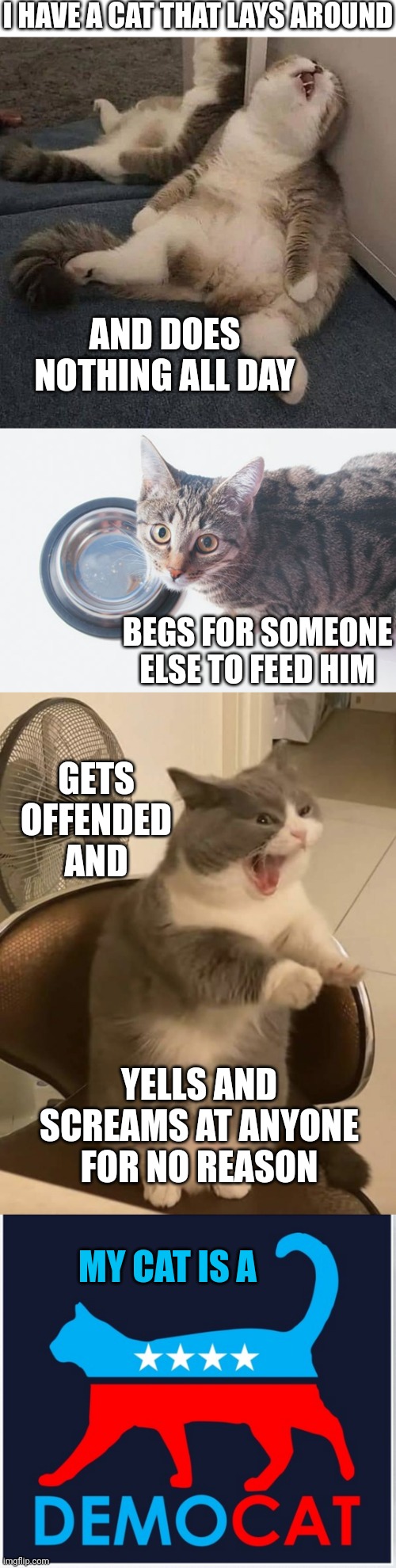 Political cat | I HAVE A CAT THAT LAYS AROUND; AND DOES NOTHING ALL DAY; BEGS FOR SOMEONE ELSE TO FEED HIM; GETS OFFENDED AND; YELLS AND SCREAMS AT ANYONE FOR NO REASON; MY CAT IS A | image tagged in blank white template,political meme,cat,democrat | made w/ Imgflip meme maker