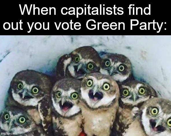 owls owl | When capitalists find out you vote Green Party: | image tagged in owls owl,green party,capitalism,socialists | made w/ Imgflip meme maker