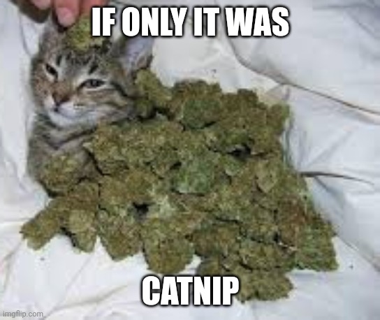 The cat would be wild | IF ONLY IT WAS; CATNIP | image tagged in catnip the cat,cat | made w/ Imgflip meme maker
