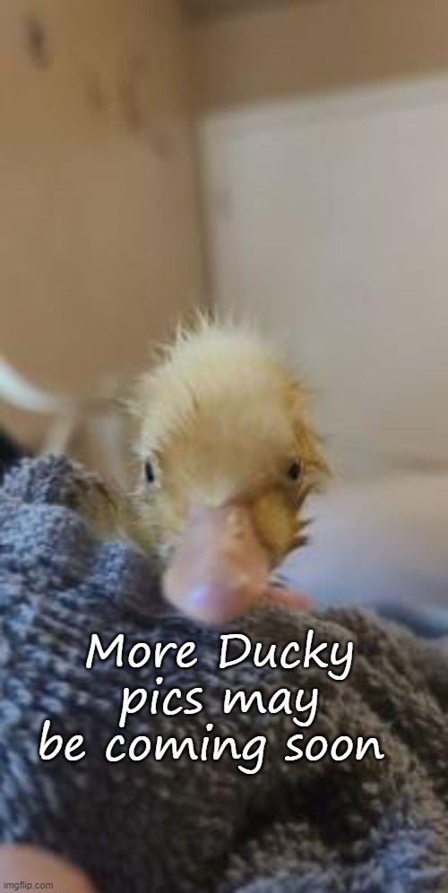 My Ducky :D | More Ducky pics may be coming soon | image tagged in my ducky d | made w/ Imgflip meme maker