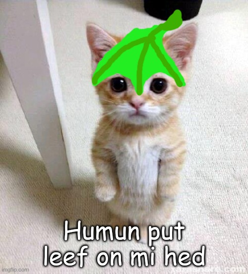 Humun put leef on mi hed |  Humun put leef on mi hed | image tagged in memes,cute cat | made w/ Imgflip meme maker
