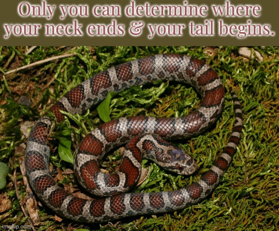 If you're a snake | Only you can determine where your neck ends & your tail begins. | image tagged in eastern milk snake,cute animals,reptile,anatomy,humor | made w/ Imgflip meme maker