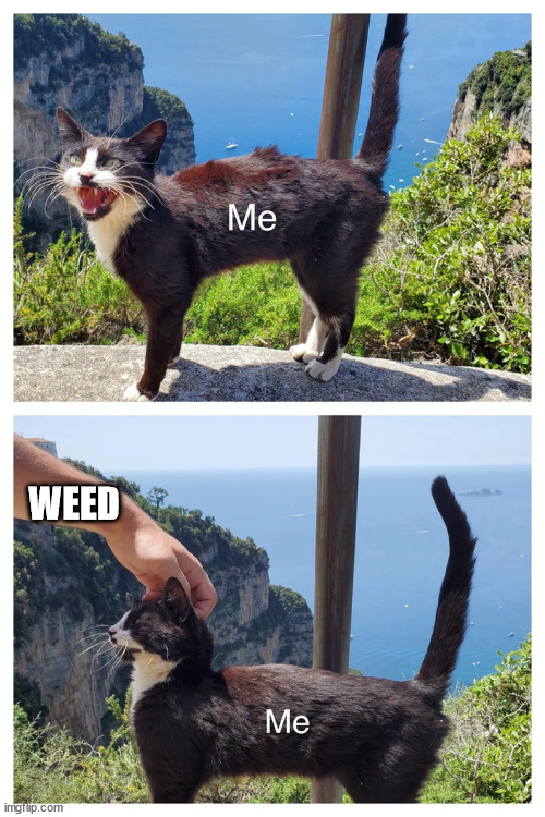 WEED | image tagged in weed,cat | made w/ Imgflip meme maker