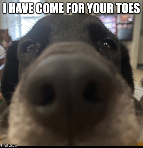My goofy ahh dog | I HAVE COME FOR YOUR TOES | image tagged in funny memes | made w/ Imgflip meme maker