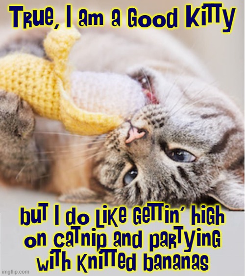 The Dark Side of a Good Kitty! | True, I am a good Kitty but I do like gettin' high
on catnip and partying
with knitted bananas | image tagged in vince vance,cats,catnip,i love cats,funny cat memes,meow | made w/ Imgflip meme maker