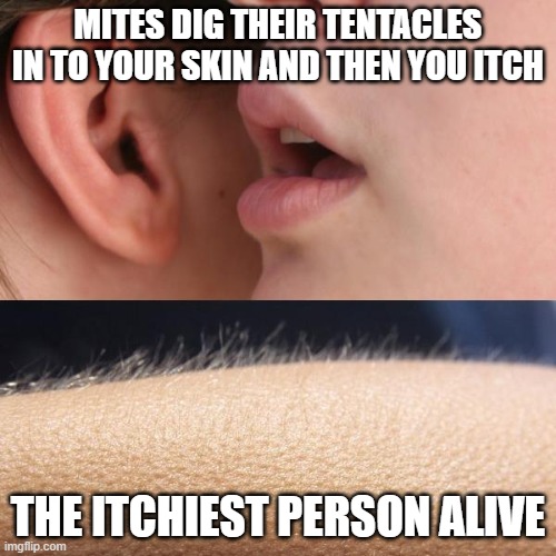 Whisper and Goosebumps | MITES DIG THEIR TENTACLES IN TO YOUR SKIN AND THEN YOU ITCH; THE ITCHIEST PERSON ALIVE | image tagged in whisper and goosebumps | made w/ Imgflip meme maker