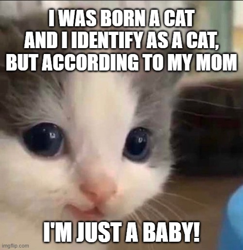 I identify as a cat... |  I WAS BORN A CAT AND I IDENTIFY AS A CAT, BUT ACCORDING TO MY MOM; I'M JUST A BABY! | image tagged in cat,baby,cute,funny,adorable,caturday | made w/ Imgflip meme maker
