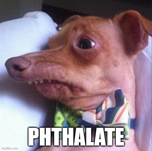 Tuna the dog (Phteven) | PHTHALATE | image tagged in tuna the dog phteven | made w/ Imgflip meme maker