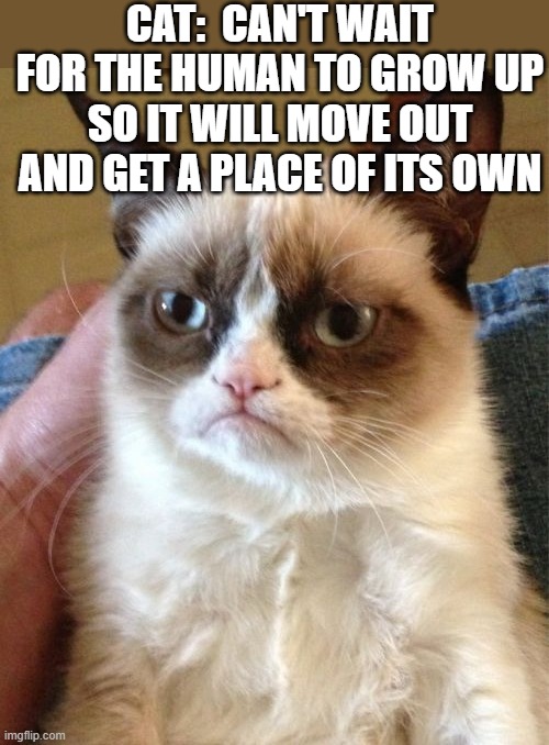 What Cats Are Really Thinking |  CAT:  CAN'T WAIT FOR THE HUMAN TO GROW UP SO IT WILL MOVE OUT AND GET A PLACE OF ITS OWN | image tagged in memes,grumpy cat,cats,cat memes,humor,funny cat memes | made w/ Imgflip meme maker
