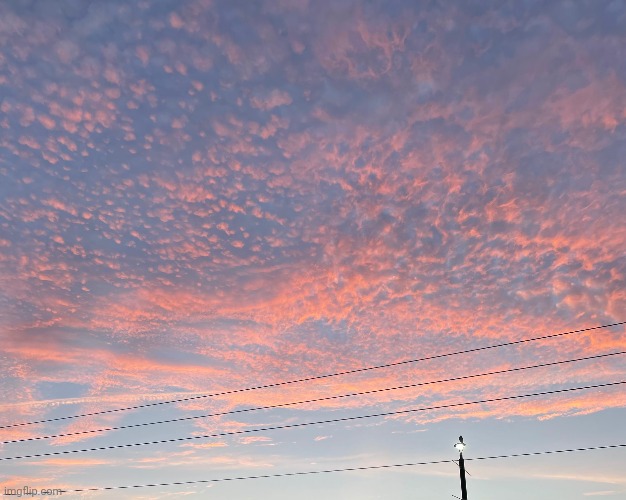 Looks like cotton candy | made w/ Imgflip meme maker