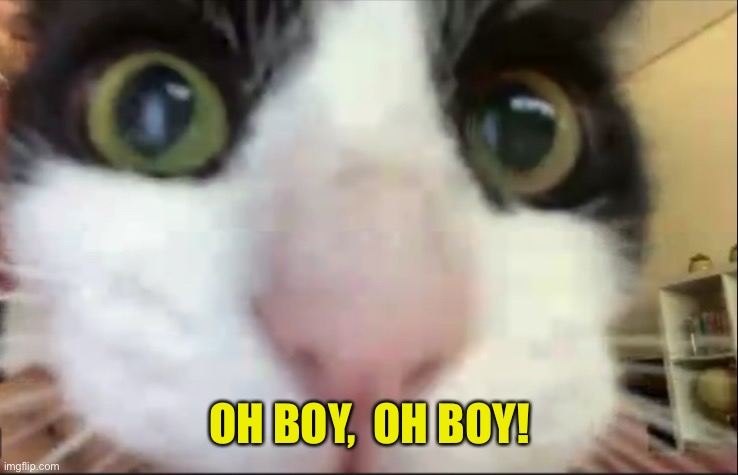 Cat staring at camera | OH BOY,  OH BOY! | image tagged in cat staring at camera | made w/ Imgflip meme maker