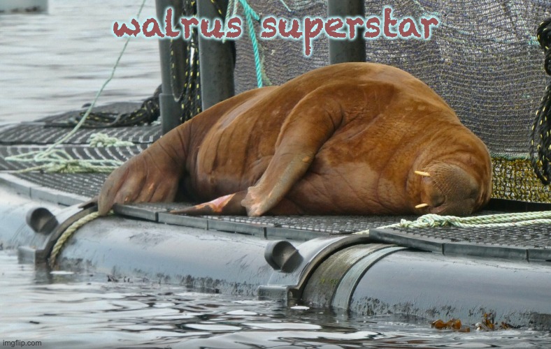 Freya: walrus (and goddess?) | walrus superstar | image tagged in walrus,ocean,boats,harbor,famous,star power | made w/ Imgflip meme maker