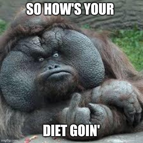 mad monkey | SO HOW'S YOUR; DIET GOIN' | image tagged in mad monkey | made w/ Imgflip meme maker
