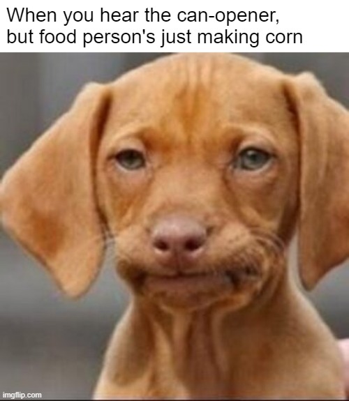 I sense a bamboozle | When you hear the can-opener, but food person's just making corn | made w/ Imgflip meme maker