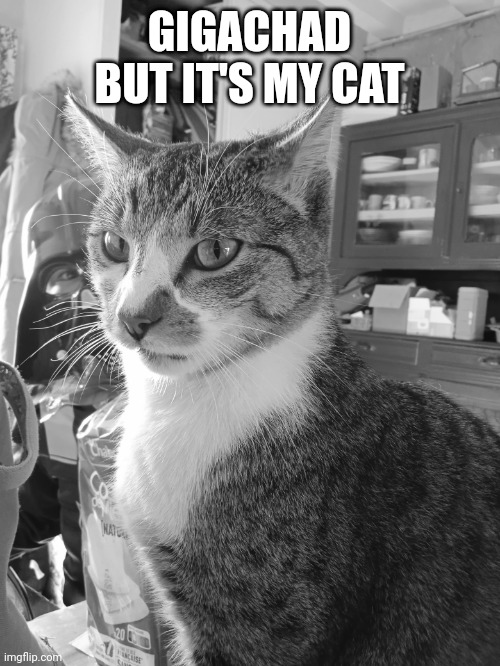 Gigachad but it's my cat |  GIGACHAD BUT IT'S MY CAT | image tagged in cat,giga chad,black and white,cute cat | made w/ Imgflip meme maker