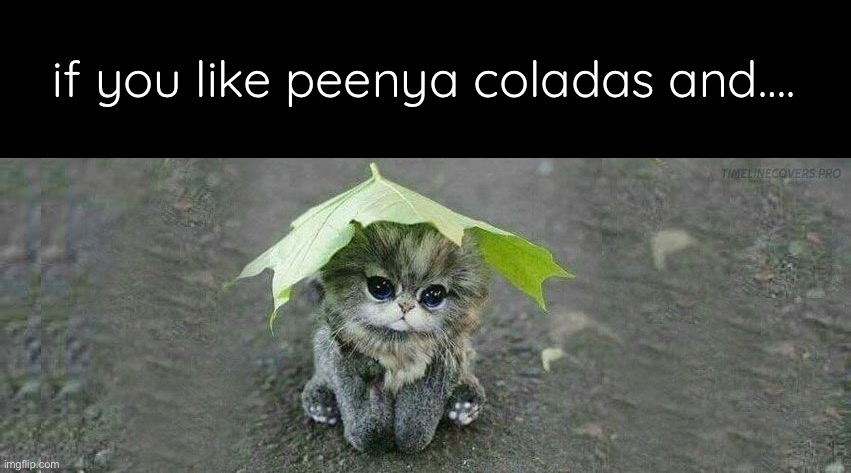 …and gettin’ caught in the rain… | if you like peenya coladas and…. | image tagged in funny memes,funny cat memes,pina coladas | made w/ Imgflip meme maker