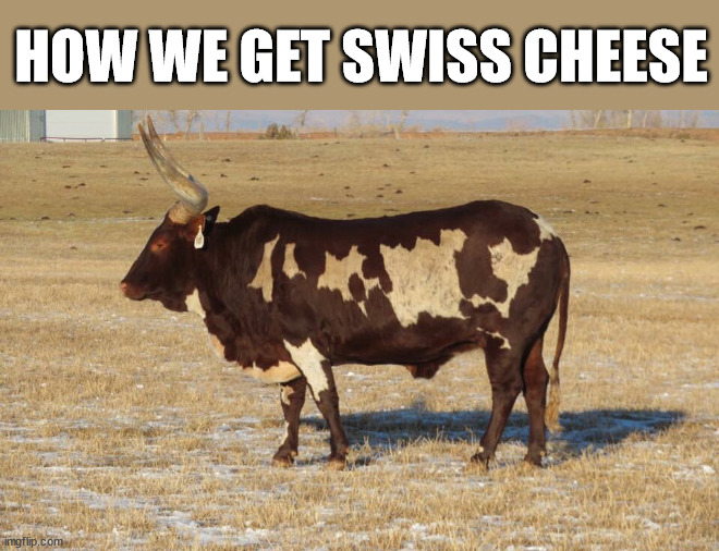 HOW WE GET SWISS CHEESE | image tagged in eyeroll | made w/ Imgflip meme maker