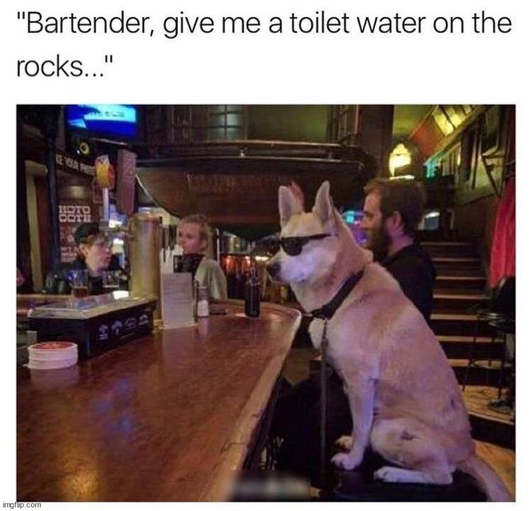 image tagged in dogs | made w/ Imgflip meme maker
