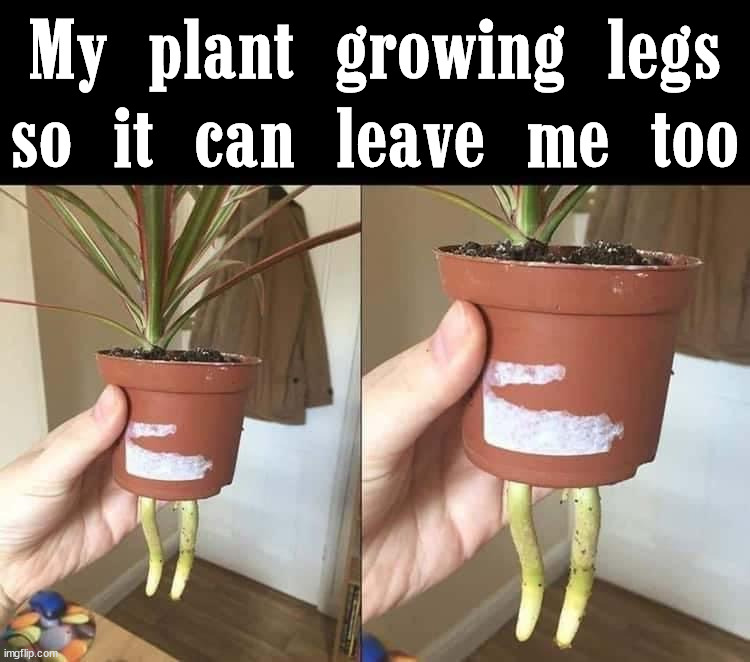"She's leaving now" playing in the background |  My plant growing legs so it can leave me too | image tagged in plants,leaving,feet,going | made w/ Imgflip meme maker