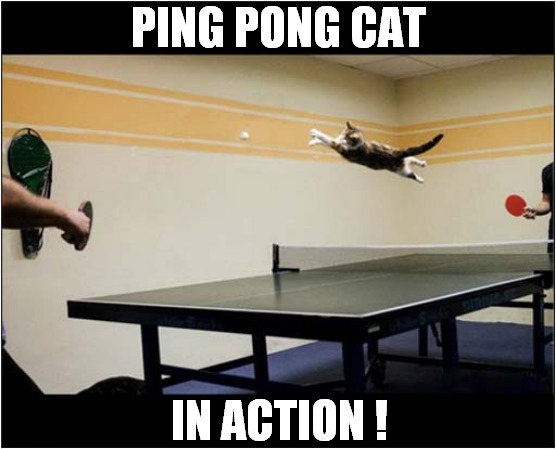 Game Over For Little White Ball ! | PING PONG CAT; IN ACTION ! | image tagged in cats,ping pong,game over | made w/ Imgflip meme maker