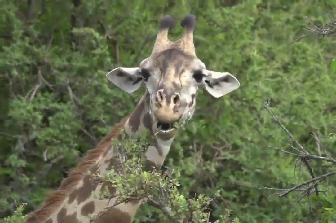 Giraffe Blank Meme Template