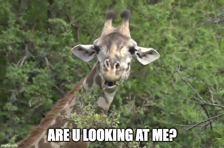 Giraffe | ARE U LOOKING AT ME? | image tagged in giraffe | made w/ Imgflip meme maker