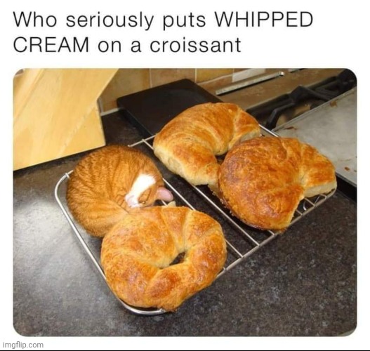 image tagged in cats,croissant | made w/ Imgflip meme maker