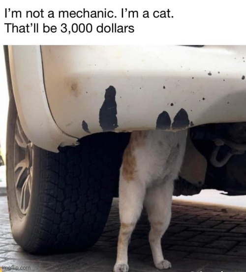image tagged in mechanic,cats | made w/ Imgflip meme maker