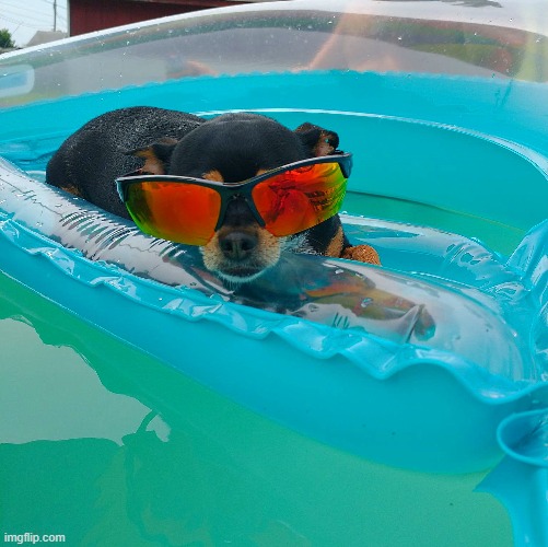 this is my friend Tito chillaxing in the pool | image tagged in tito,kewlew | made w/ Imgflip meme maker