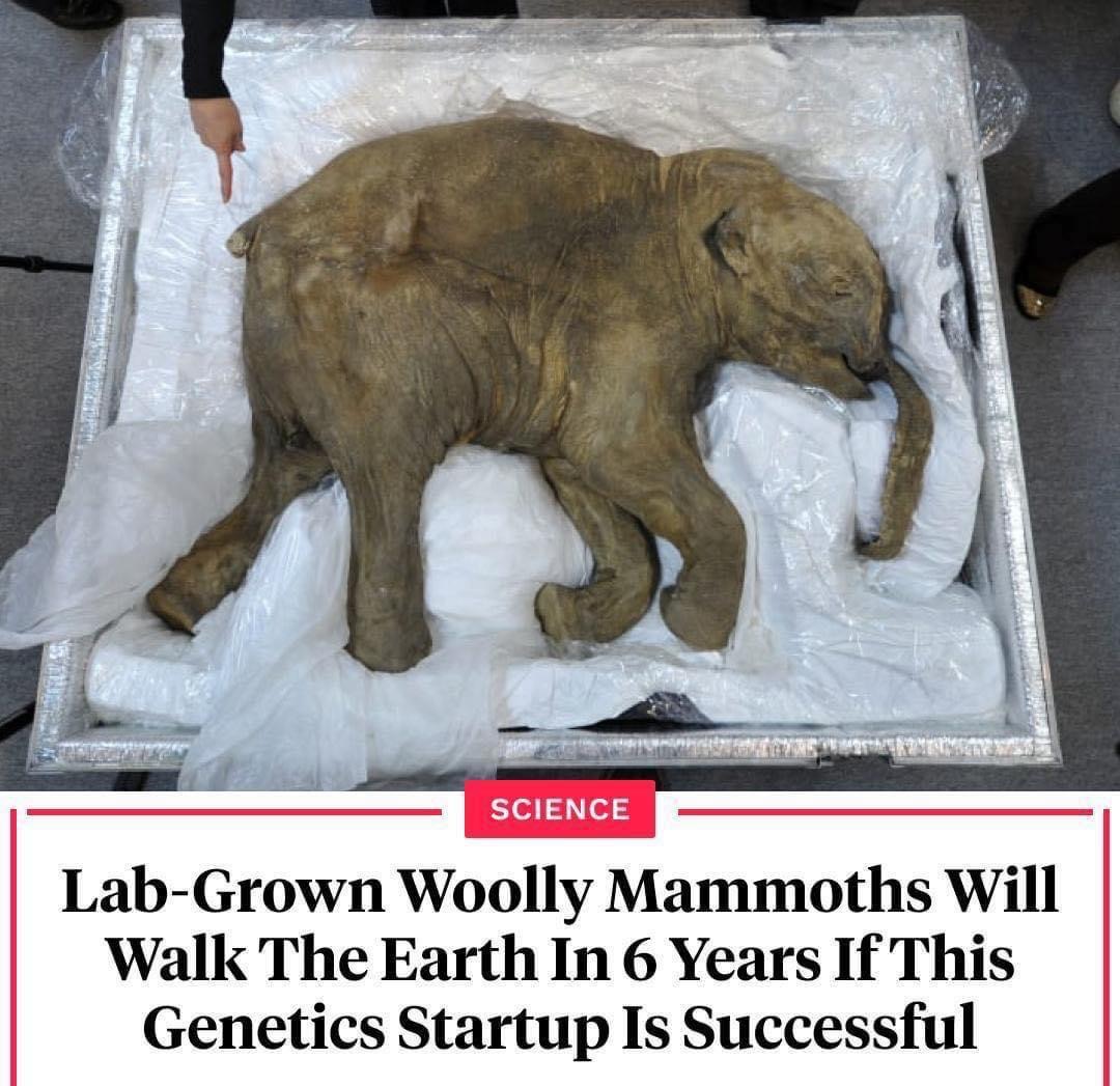 Lab-grown woolly mammoths Blank Meme Template
