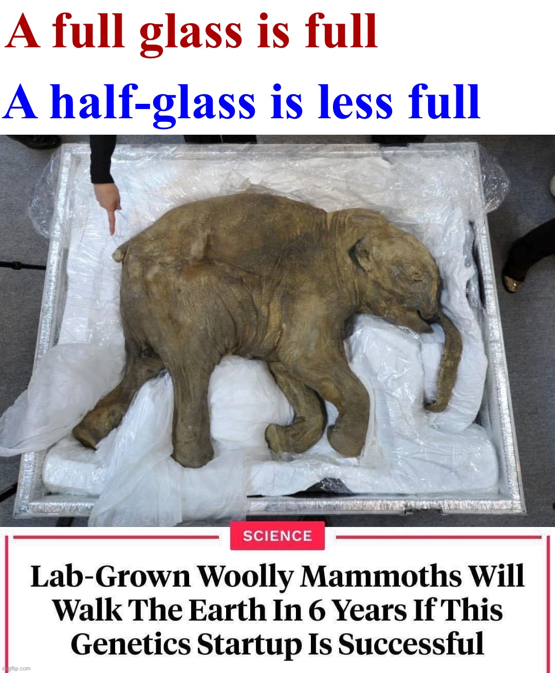 u wot m8 | A half-glass is less full; A full glass is full | image tagged in lab-grown woolly mammoths,u wot m8 | made w/ Imgflip meme maker