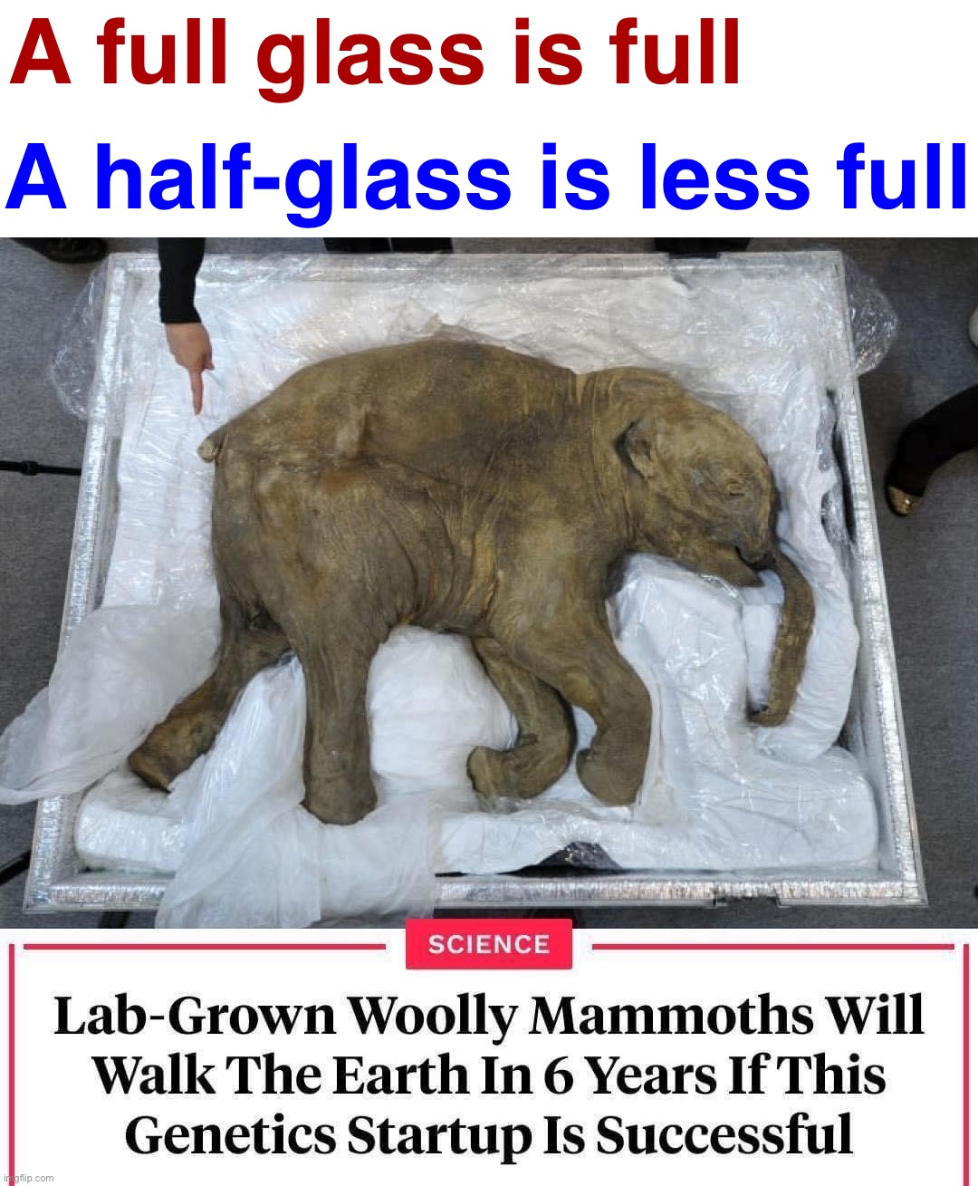 wot |  A half-glass is less full; A full glass is full | image tagged in lab-grown woolly mammoths,woolly mammoth,future,in the future,the future world if,the future is now old man | made w/ Imgflip meme maker