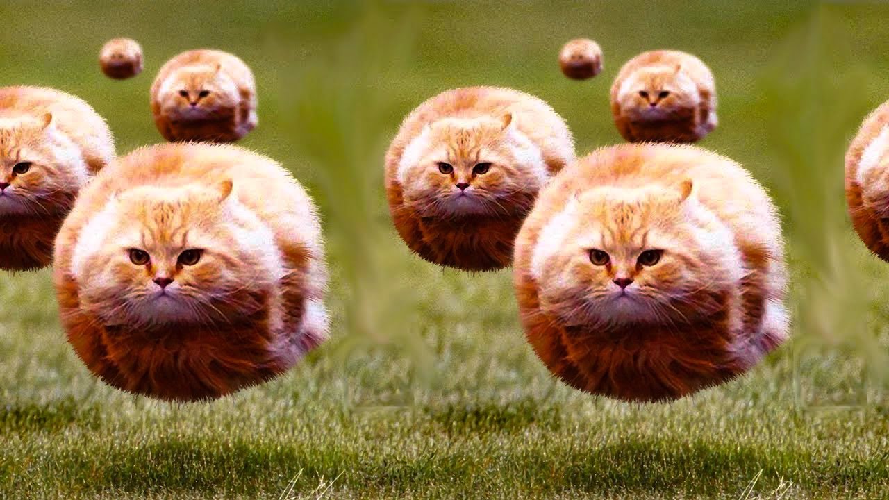 Flying ball cats Blank Meme Template