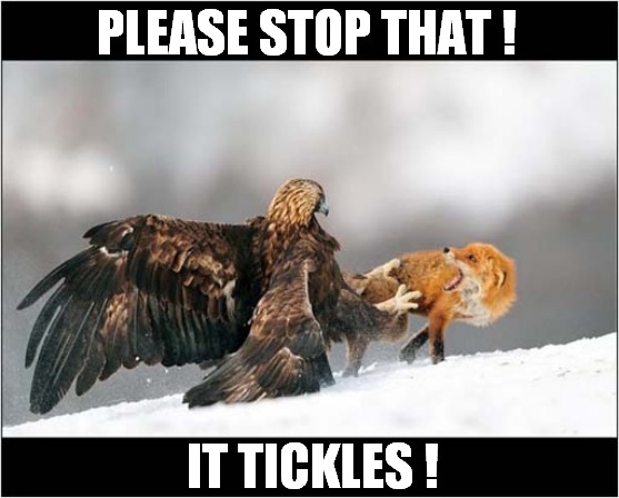 Eagle Vs Fox ! |  PLEASE STOP THAT ! IT TICKLES ! | image tagged in fun,eagle,fox,tickle | made w/ Imgflip meme maker