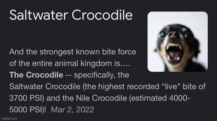 Ah yes a crocodile | image tagged in crocodile | made w/ Imgflip meme maker