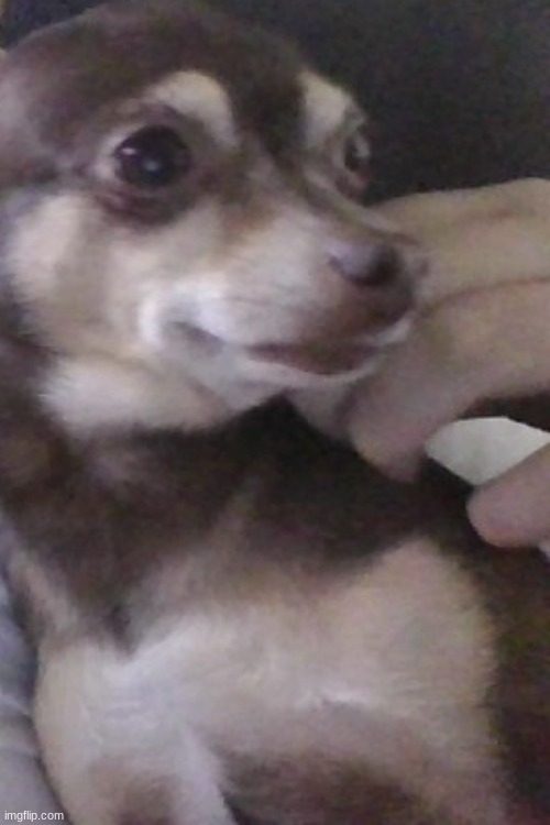 dogglet | made w/ Imgflip meme maker