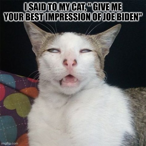 LoL | I SAID TO MY CAT, " GIVE ME YOUR BEST IMPRESSION OF JOE BIDEN" | made w/ Imgflip meme maker