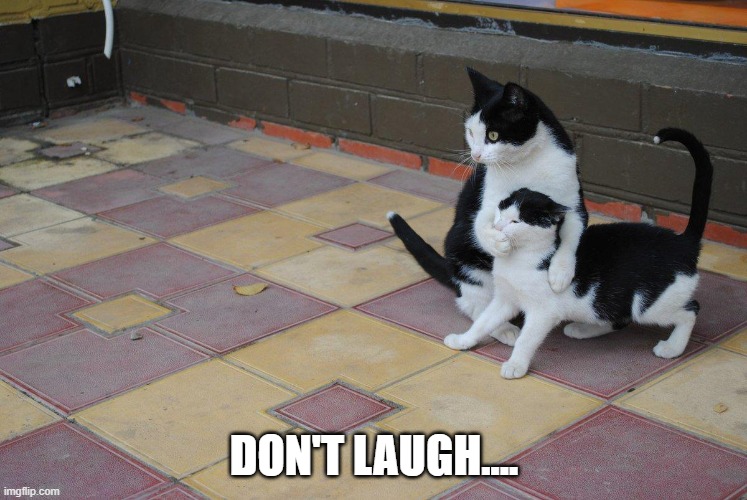 dont laugh | DON'T LAUGH.... | image tagged in cats | made w/ Imgflip meme maker