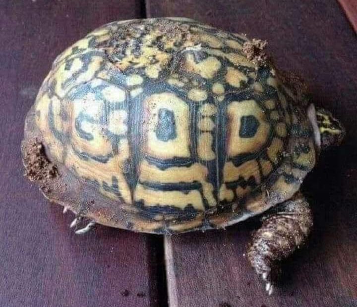 High Quality God Turtle Blank Meme Template