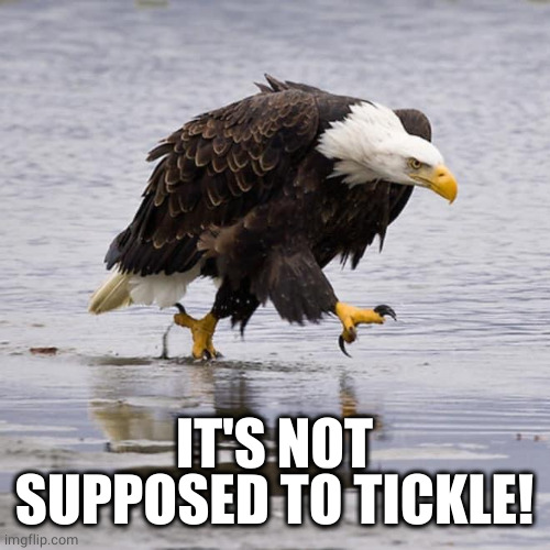 Angry Eagle | IT'S NOT SUPPOSED TO TICKLE! | image tagged in angry eagle | made w/ Imgflip meme maker