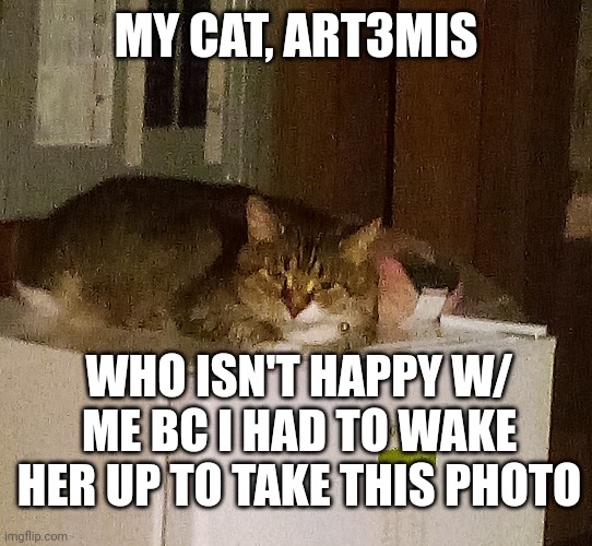 MY CAT, ART3MIS; WHO ISN'T HAPPY W/ ME BC I HAD TO WAKE HER UP TO TAKE THIS PHOTO | made w/ Imgflip meme maker