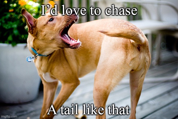 Dog chasing tail | I’d love to chase A tail like that | image tagged in dog chasing tail | made w/ Imgflip meme maker