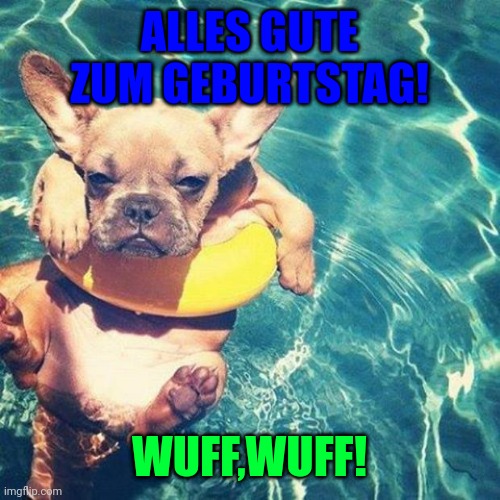 Summer is here dog pug | ALLES GUTE ZUM GEBURTSTAG! WUFF,WUFF! | image tagged in summer is here dog pug | made w/ Imgflip meme maker
