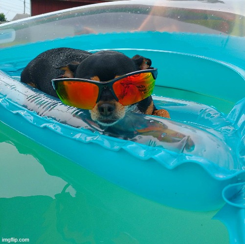 My friends dog Tito Chillaxing in the pool :-) | image tagged in tito,pool | made w/ Imgflip meme maker