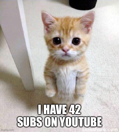 Cute Cat Meme | I HAVE 42 SUBS ON YOUTUBE | image tagged in memes,cute cat | made w/ Imgflip meme maker