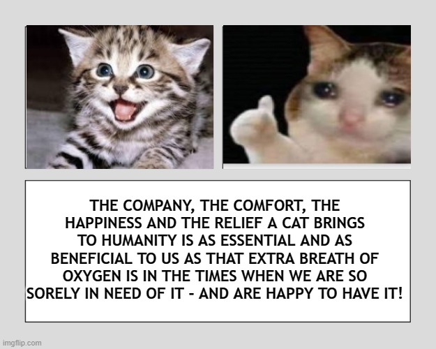 Cats Are Essential Too | THE COMPANY, THE COMFORT, THE HAPPINESS AND THE RELIEF A CAT BRINGS TO HUMANITY IS AS ESSENTIAL AND AS BENEFICIAL TO US AS THAT EXTRA BREATH OF OXYGEN IS IN THE TIMES WHEN WE ARE SO SORELY IN NEED OF IT - AND ARE HAPPY TO HAVE IT! | image tagged in cats,cat memes,cats are awesome,essential,happy cat,pets | made w/ Imgflip meme maker