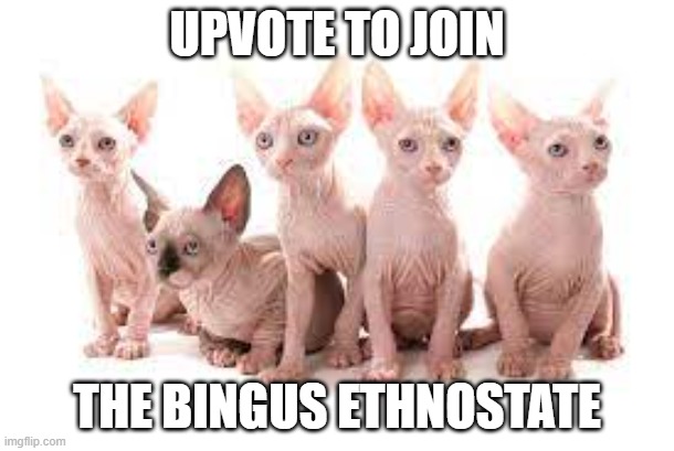 UPVOTE TO JOIN; THE BINGUS ETHNOSTATE | made w/ Imgflip meme maker