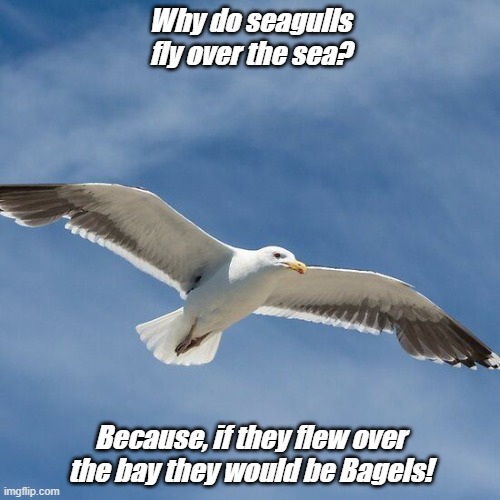Dad Joke of The Day! |  Why do seagulls fly over the sea? Because, if they flew over the bay they would be Bagels! | image tagged in dad joke meme,seagull,flying,bagel | made w/ Imgflip meme maker