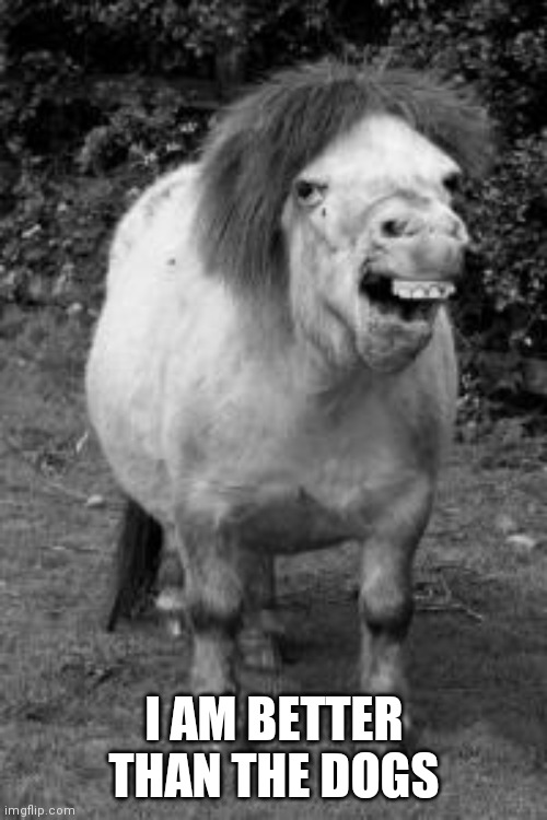 ugly horse | I AM BETTER THAN THE DOGS | image tagged in ugly horse | made w/ Imgflip meme maker