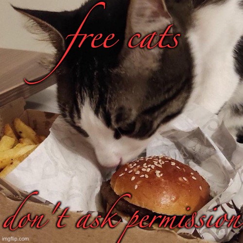 become ungovernable | free cats; don't ask permission | image tagged in i can has cheezburger cat | made w/ Imgflip meme maker